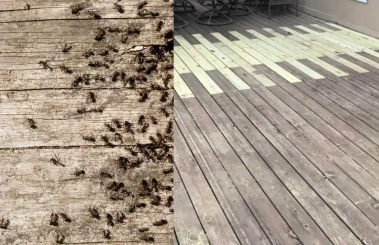 6 Reasons Why Your Deck Is Covered in Ants (With Fixes)