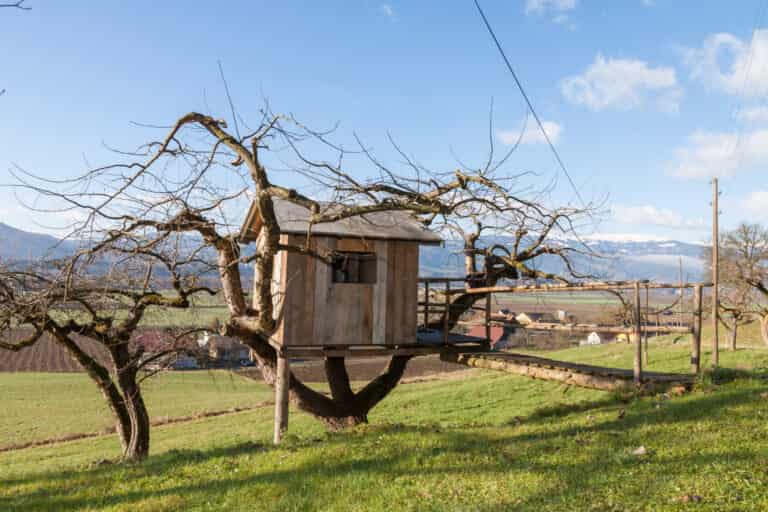 Worst Trees for Tree Houses