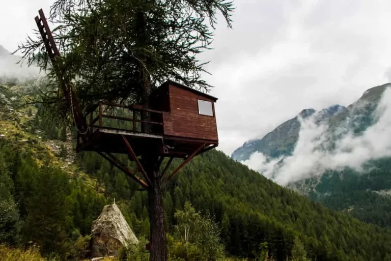 Diameter Of Tree For Treehouse