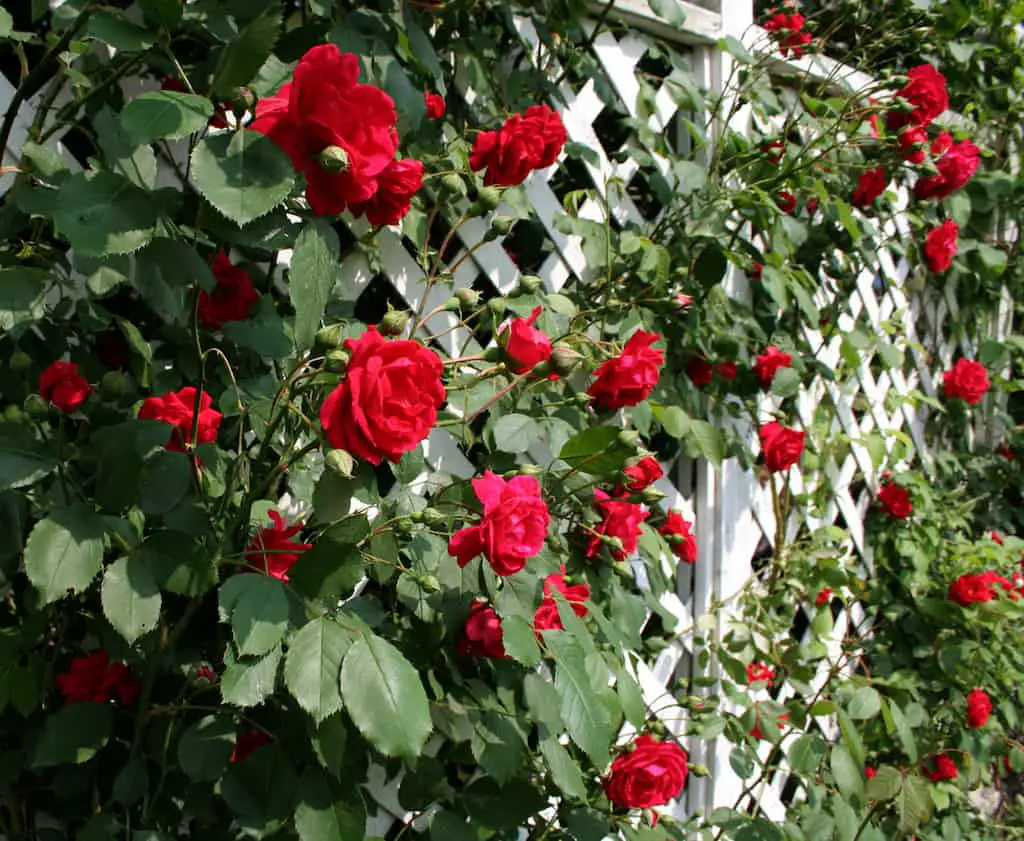 fence and grow a climbing plant